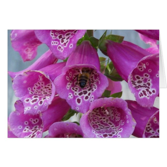 Honingbijen (Voorkant Horizontaal)