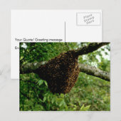 Honingbijen Briefkaart (Voorkant / Achterkant)