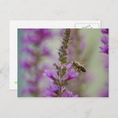 Honingbijen Briefkaart (Voorkant / Achterkant)