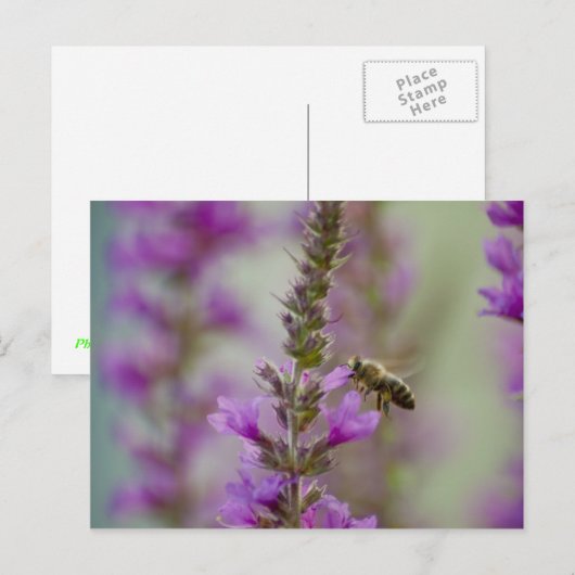 Honingbijen Briefkaart (Voorkant / Achterkant)