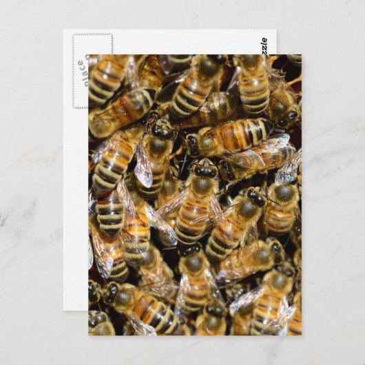 Honingbijen Briefkaart (Voorkant / Achterkant)