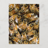 Honingbijen Briefkaart (Voorkant)