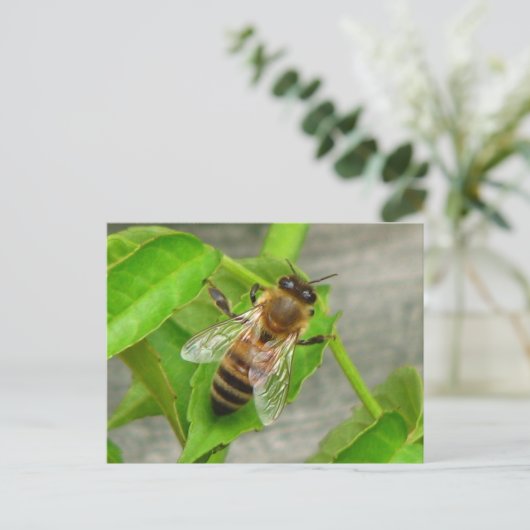 Honingbijen Briefkaart (Staand voorkant)