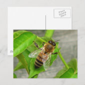 Honingbijen Briefkaart (Voorkant / Achterkant)