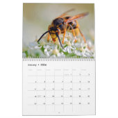 Honingbijen en andere kalender van hymenoptera (Jan 2026)
