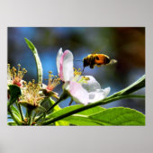 Honingbijen en Apple Blossom Poster (Voorkant)