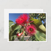 Honingbijen en Eucalyptusbloemen Briefkaart (Voorkant / Achterkant)
