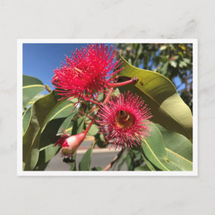 Honingbijen en Eucalyptusbloemen Briefkaart