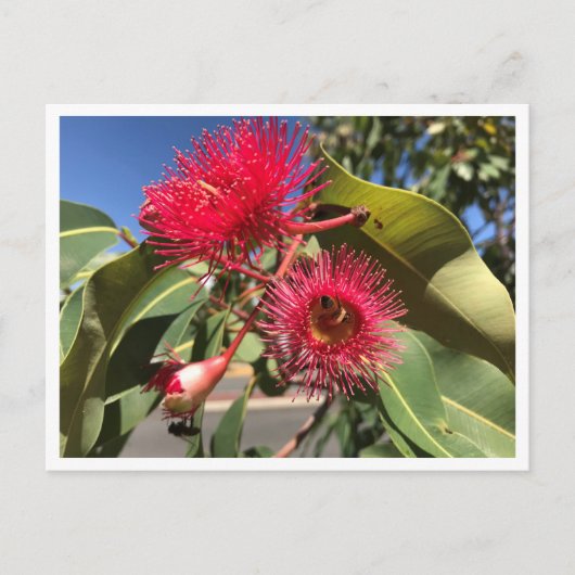 Honingbijen en Eucalyptusbloemen Briefkaart (Voorkant)