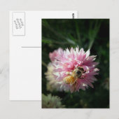 Honingbijen en roze ventiel briefkaart (Voorkant / Achterkant)