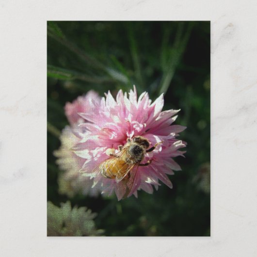Honingbijen en roze ventiel briefkaart (Voorkant)