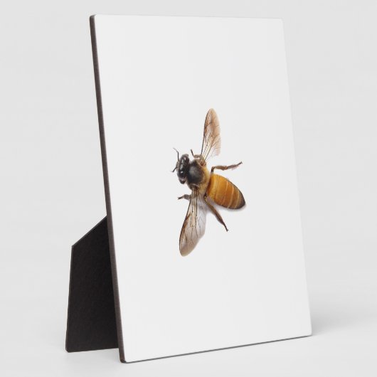 Honingbijen Fotoplaat (Zijkant)