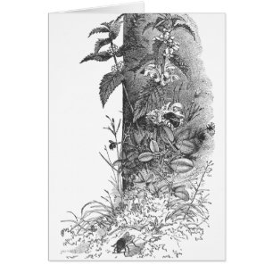 Honingbijen Frequent bloeiend Munt