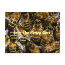 Honingbijen in de Hive