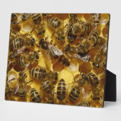 Honingbijen in Hive met koningin in midden Fotoplaat (Zijkant)
