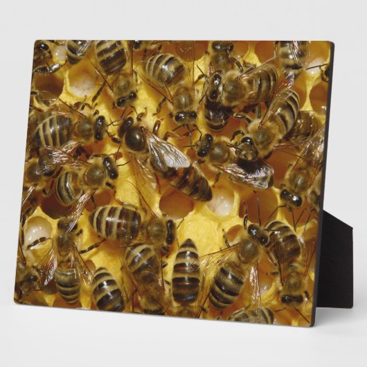 Honingbijen in Hive met koningin in midden Fotoplaat (Zijkant)