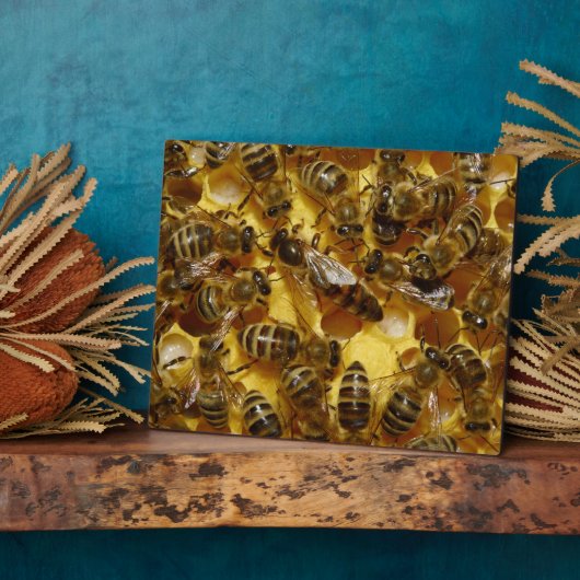 Honingbijen in Hive met koningin in midden Fotoplaat (Zijkant)