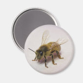 honingbijen magneet (Voorkant / Achterkant)