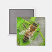 Honingbijen Magneet (Voorkant / Achterkant)