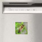 Honingbijen Magneet (Insitu (Vaatwasser))