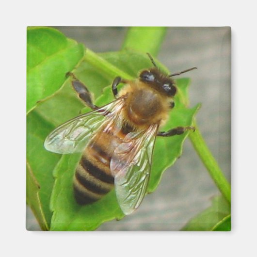 Honingbijen Magneet (Voorkant)