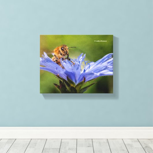 Honingbijen op de bloeiende radicchio canvas afdruk (Insitu (Houten vloer))