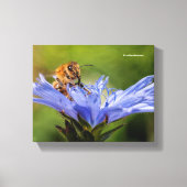 Honingbijen op de bloeiende radicchio canvas afdruk (Voorkant)
