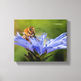 Honingbijen op de bloeiende radicchio canvas afdruk