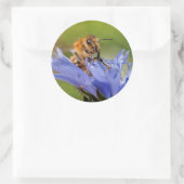Honingbijen op de bloeiende radicchio ronde sticker (Tas)