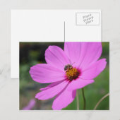 Honingbijen op de kosmosbloem-Natuur Briefkaart (Voorkant / Achterkant)