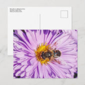 Honingbijen op een Michaelmas Daisy Briefkaart (Voorkant / Achterkant)
