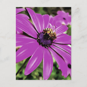 Honingbijen op een Paarse Afrikaanse Daisy Art Briefkaart