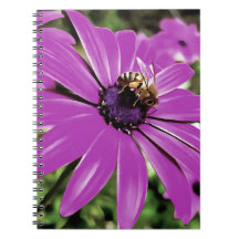 Honingbijen op een Paarse Afrikaanse Daisy Art