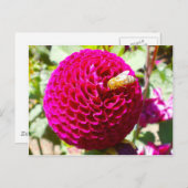 Honingbijen op een ventilator briefkaart (Voorkant / Achterkant)