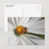 Honingbijen op een witte kosmos briefkaart (Voorkant / Achterkant)