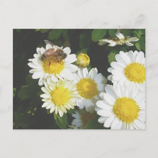 Honingbijen op Herfst Mums Briefkaart (Voorkant)