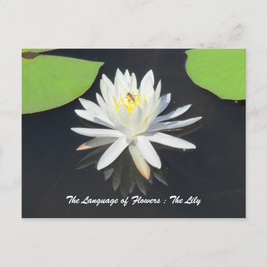 Honingbijen op het Briefkaart van de waterLily (Voorkant)