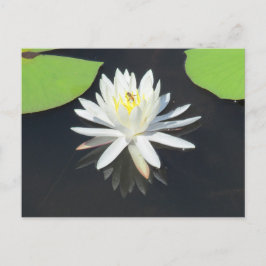 Honingbijen op het Briefkaart van de waterLily