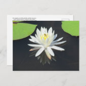 Honingbijen op het Briefkaart van de waterLily (Voorkant / Achterkant)