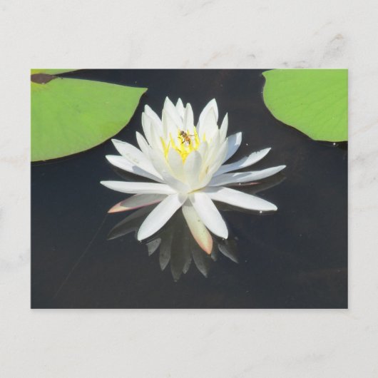 Honingbijen op het Briefkaart van de waterLily (Voorkant)