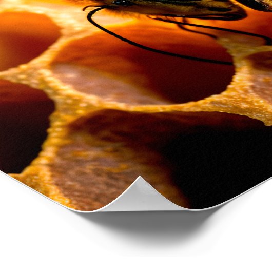 Honingbijen op honingraten. Sluiten uitzicht Poster (Hoek)