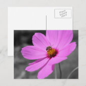 Honingbijen op kosmos, zwart en wit briefkaart (Voorkant / Achterkant)