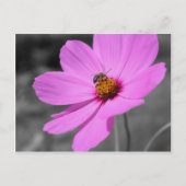 Honingbijen op kosmos, zwart en wit briefkaart (Voorkant)