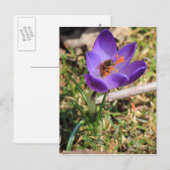 Honingbijen op krokose briefkaart (Voorkant / Achterkant)
