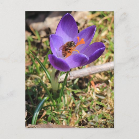 Honingbijen op krokose briefkaart (Voorkant)