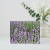 Honingbijen op Lavender Flowers Briefkaart (Staand voorkant)
