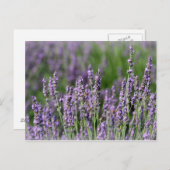 Honingbijen op Lavender Flowers Briefkaart (Voorkant / Achterkant)