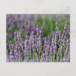 Honingbijen op Lavender Flowers Briefkaart