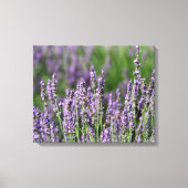 Honingbijen op Lavender Flowers Canvas Afdruk (Voorkant)