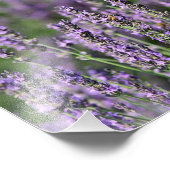 Honingbijen op Lavender Flowers Foto Afdruk (Hoek)